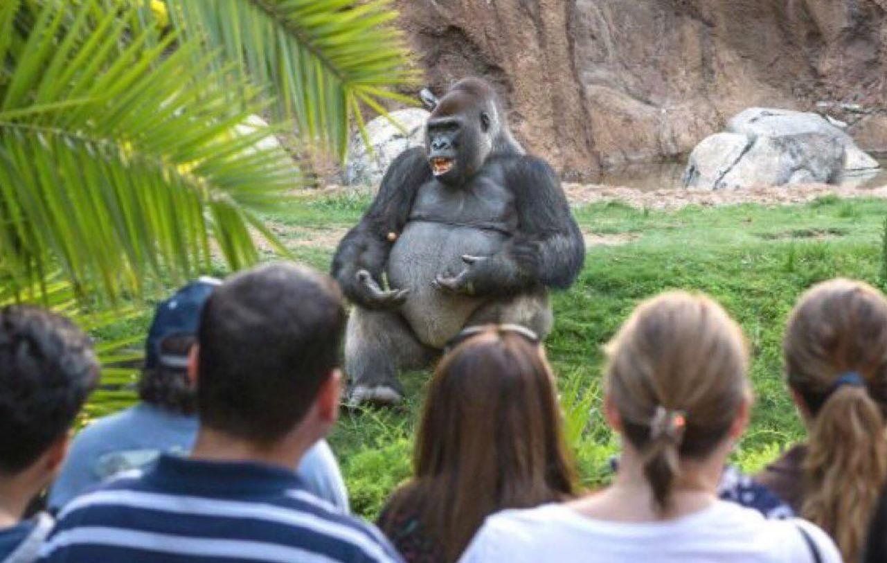This gorilla looks like he's having his undergraduate philosophy lecture outside since it's a nice day