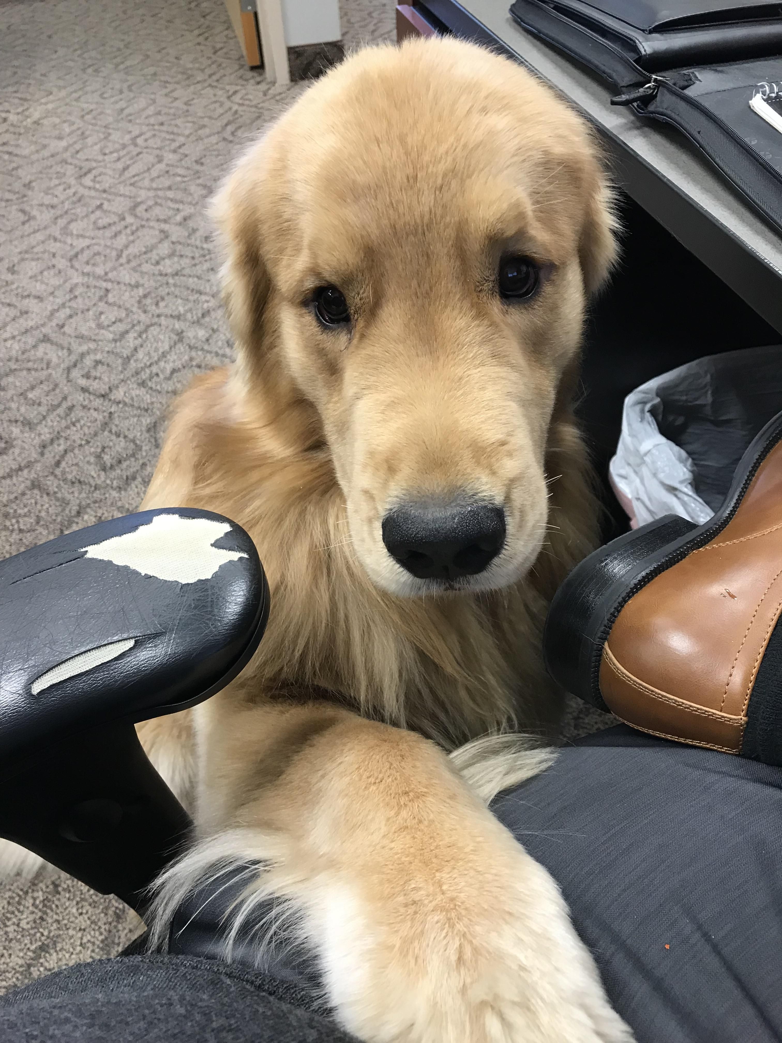 We have an office dog and he visited me today.