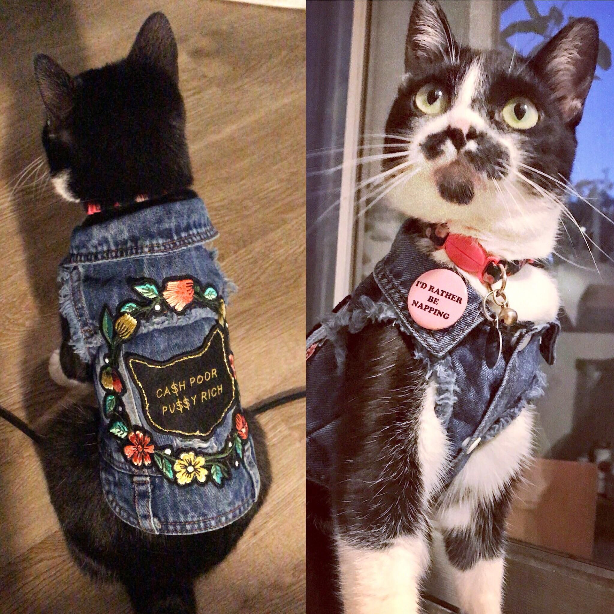 Punk rock kitty.