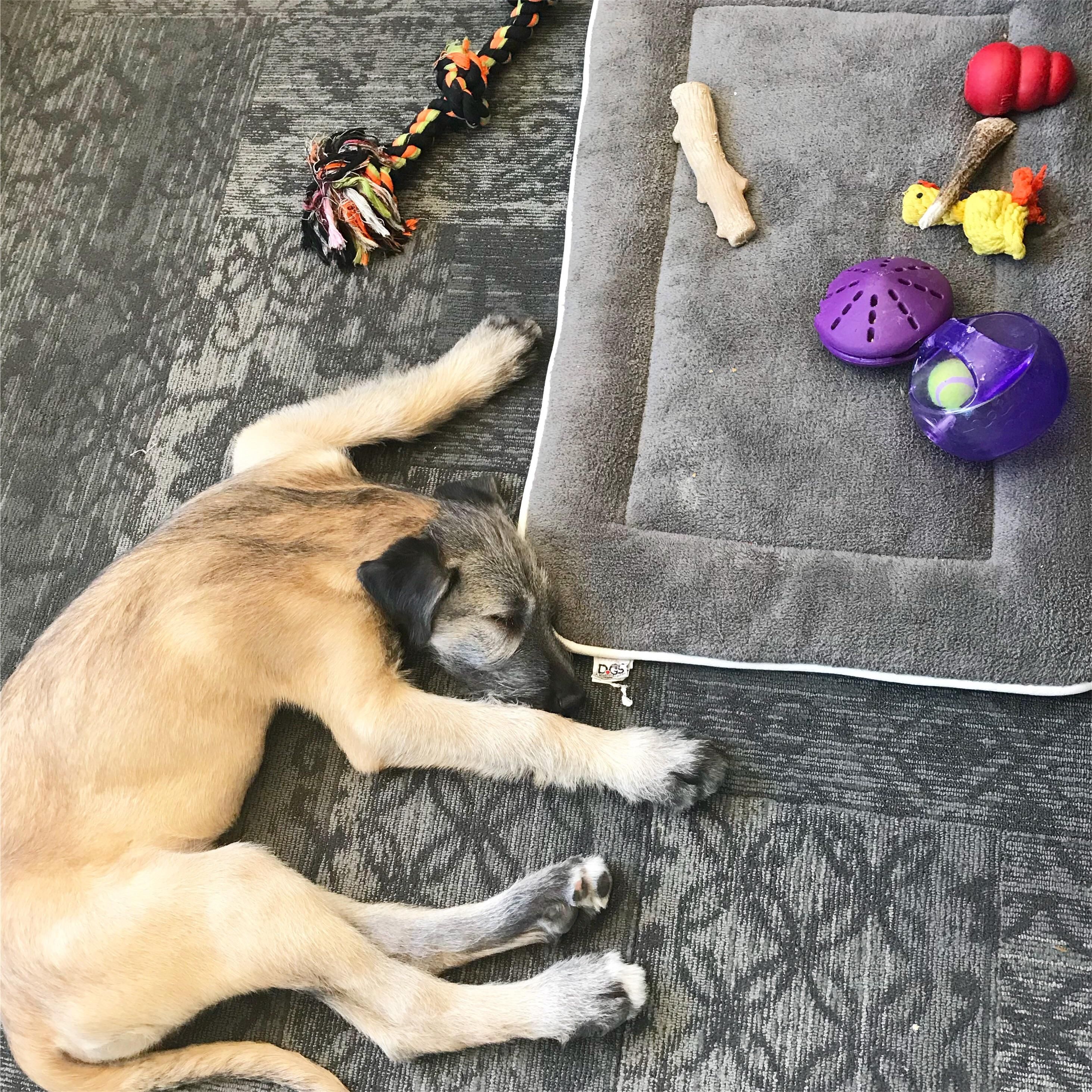 My pup places his toys on his bed and then sleeps on the ground. Go figure!