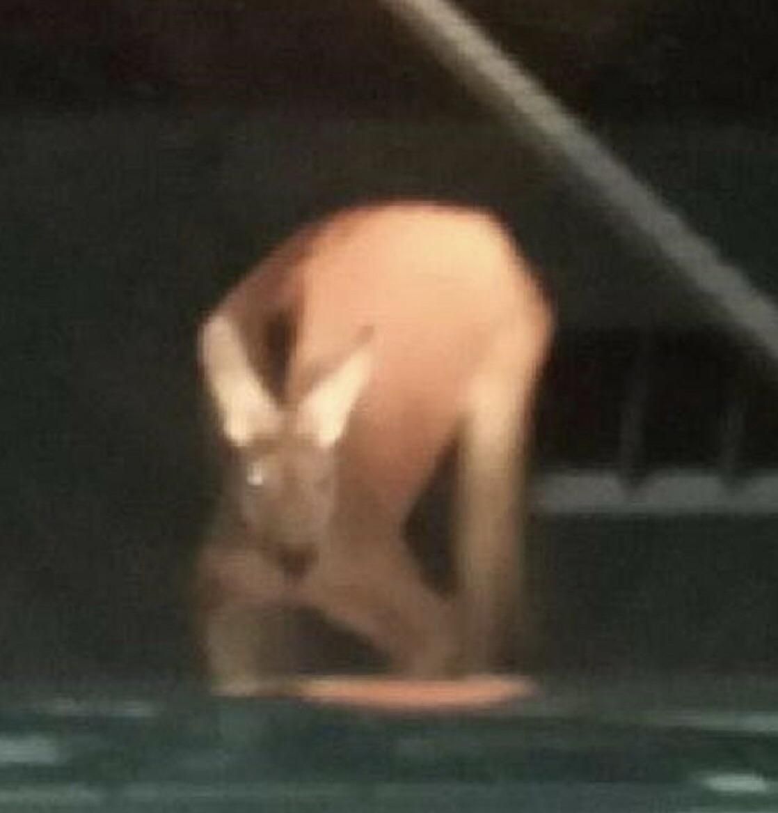 This kangaroo drinking out of a pool looks like a headless naked man with a kangaroo head on his butt.