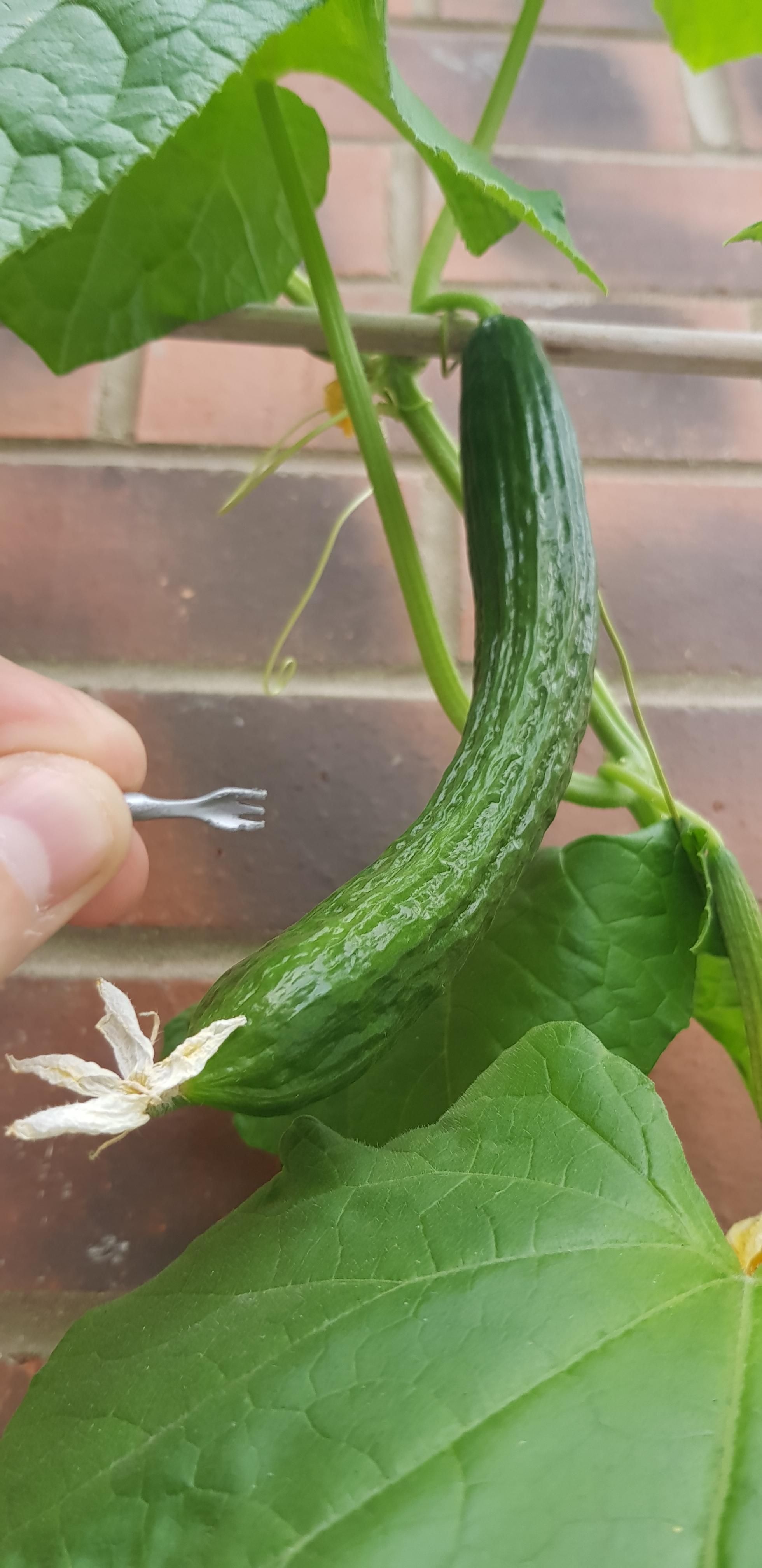 My cucumbers are getting big! Fork for scale.