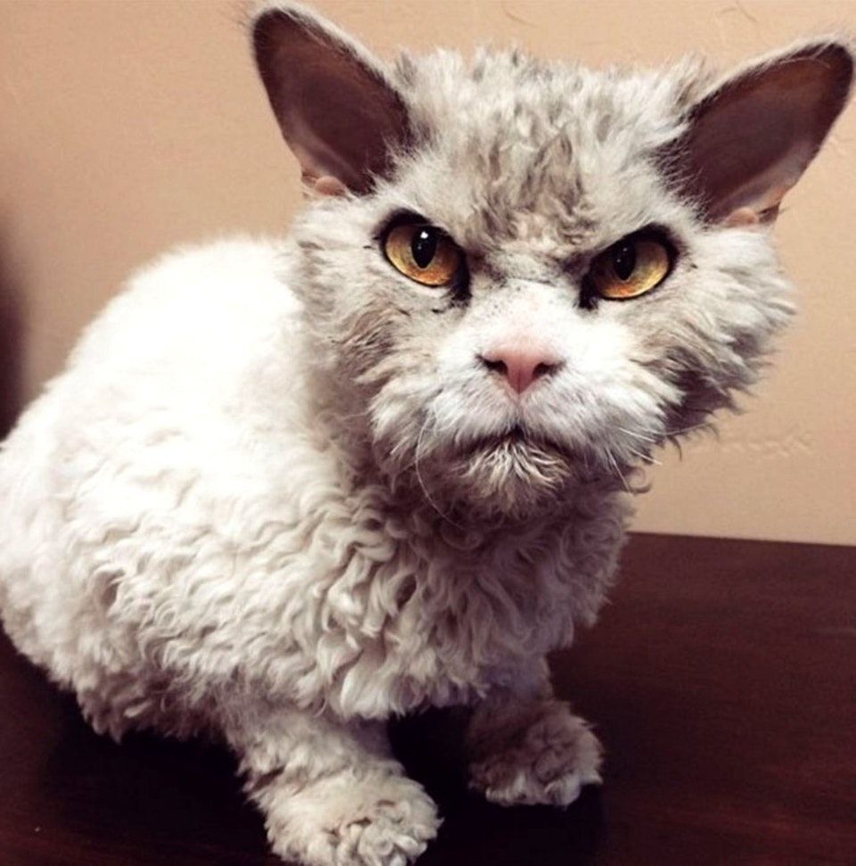 This cat looks like old Mark Hamill