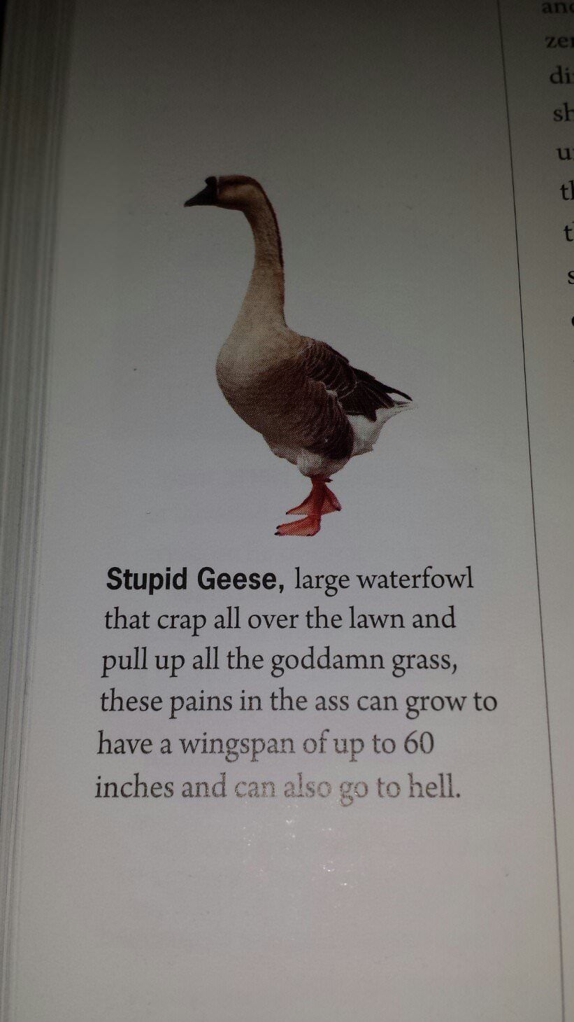 The real truth about geese.