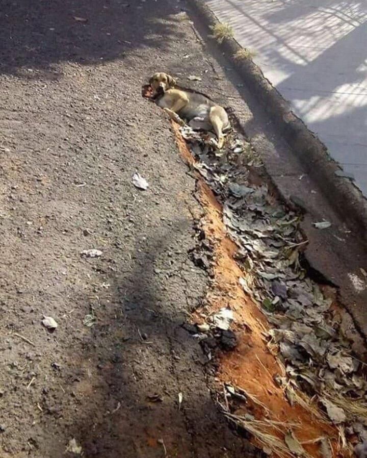 This dog fell out from space I guess