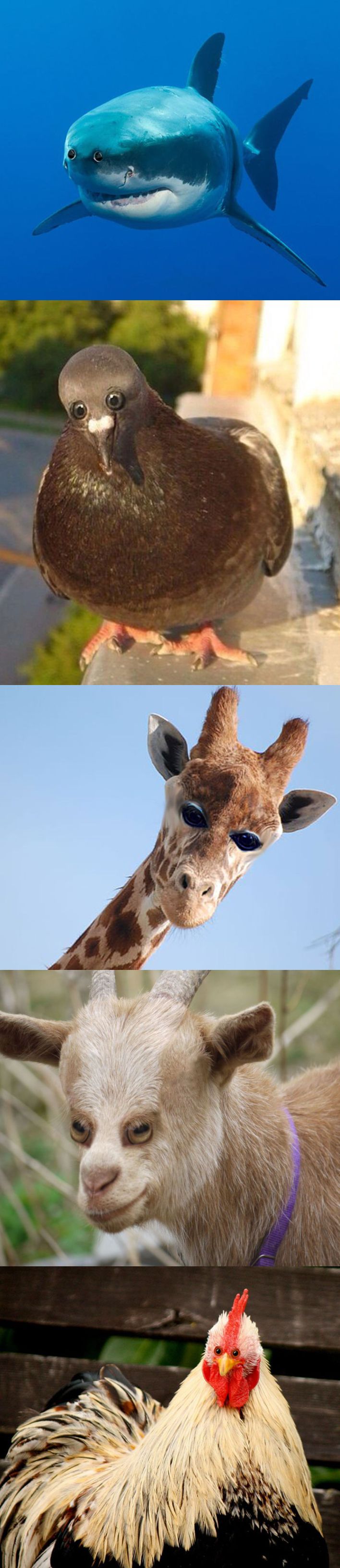 Introduced to the horrifying world of world of photoshopping animals with sideways-facing eyes to front-facing.