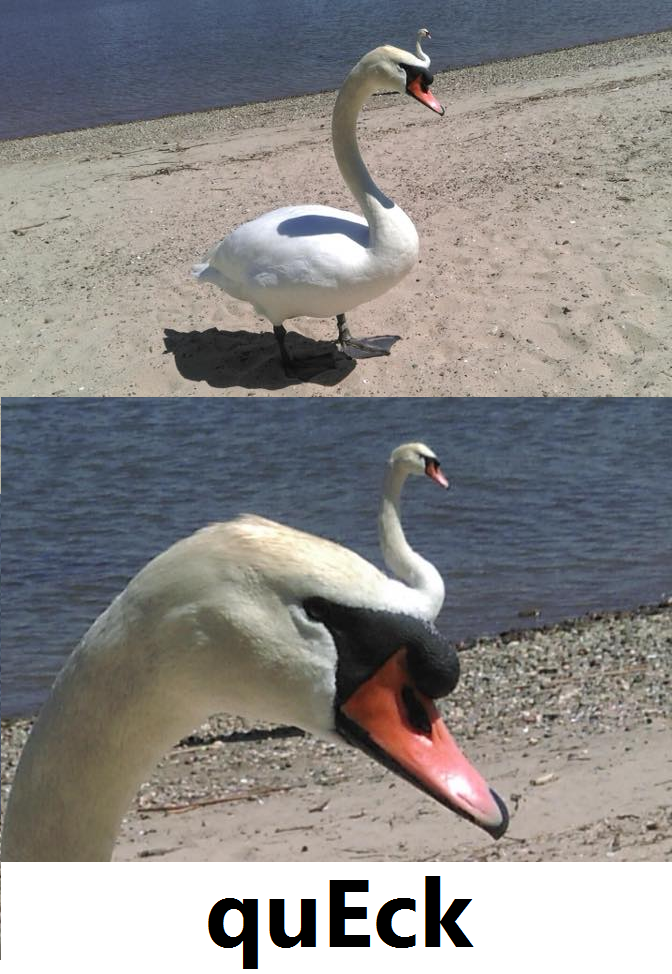 Fractal Swan