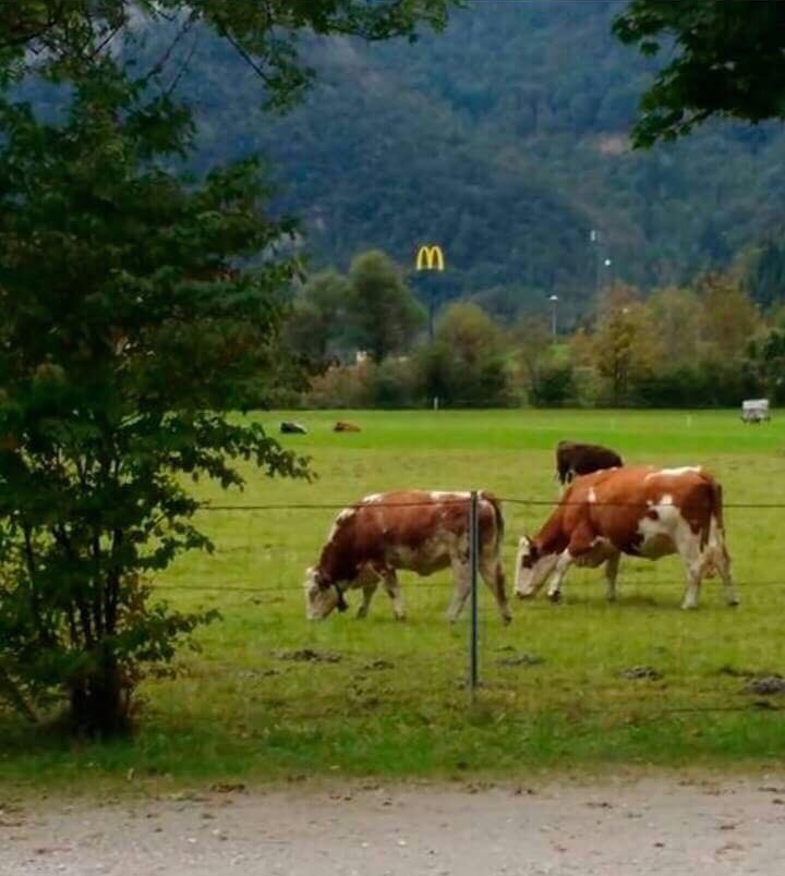 In the distance, a wild McDonald's stalks its prey.