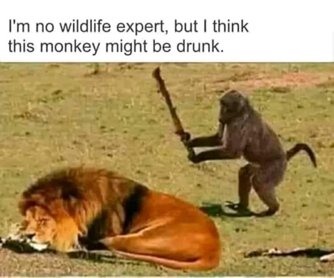 Do lions eat monkeys?