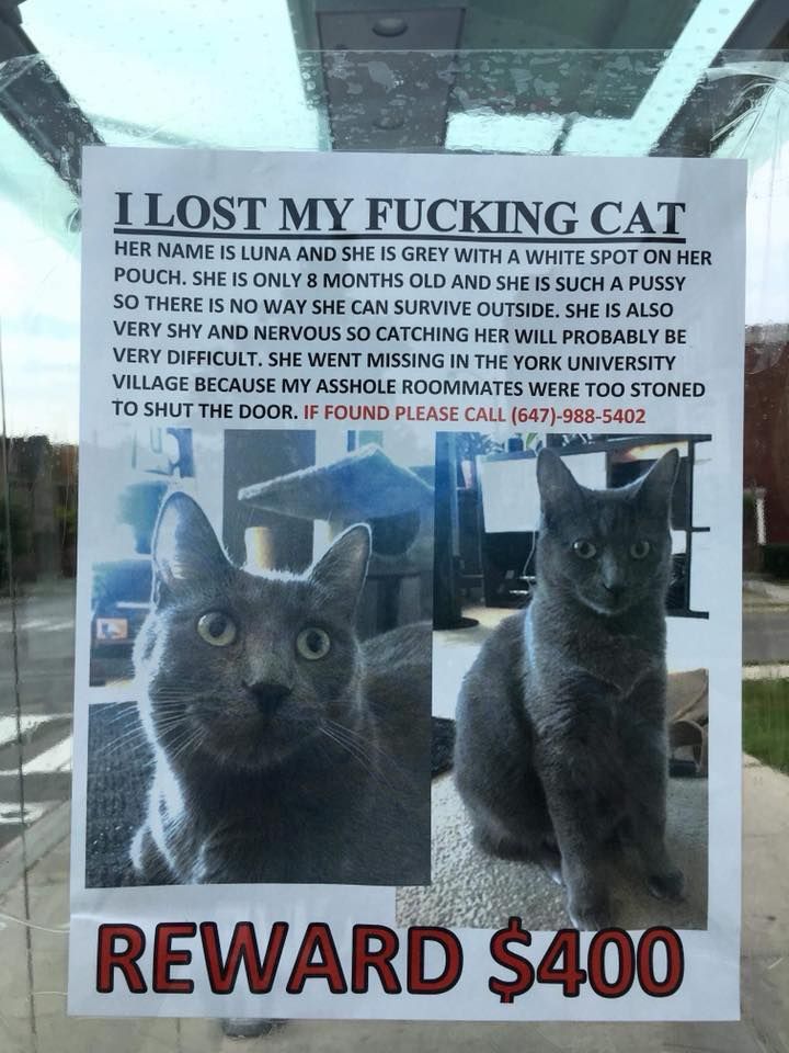 A Canadian's missing cat poster