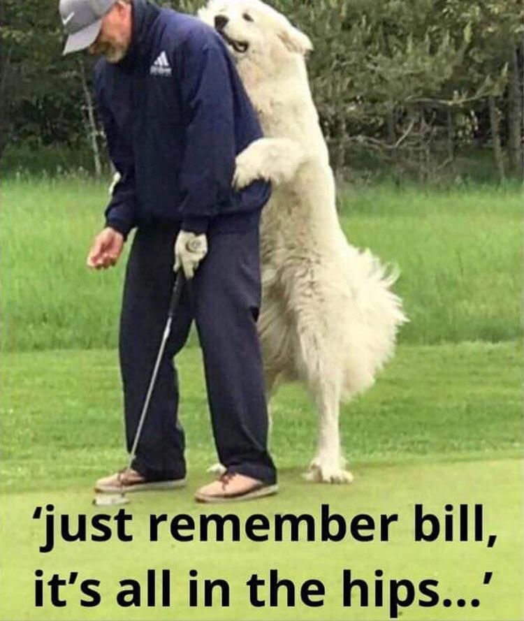 My aunt lives on a golf course. Someone took this picture of her dog and sent it to her, thought I should post it too.