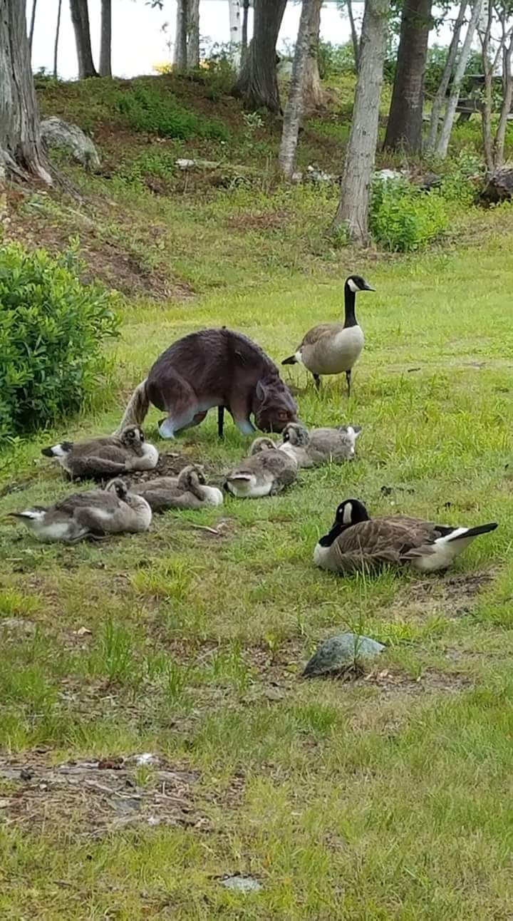 A goose family calmly hanging out with the scary wolf statue that's supposed to deter them from doing just that.