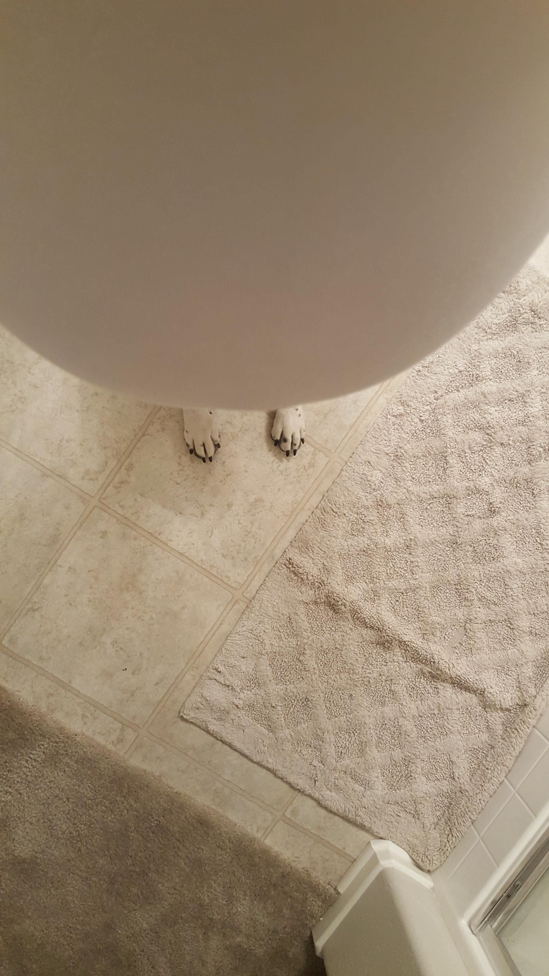 My wife is pregnant and she thought it would be funny to take a picture of our dog's feet looking like they are her's...