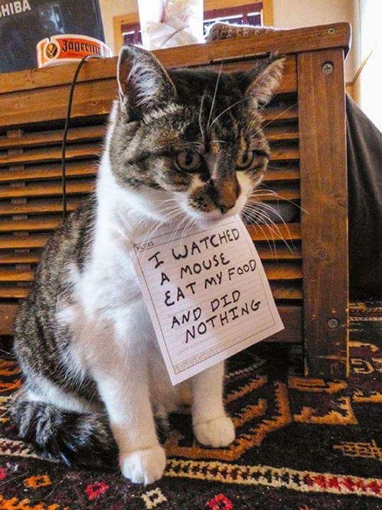 Just A Cat Shaming