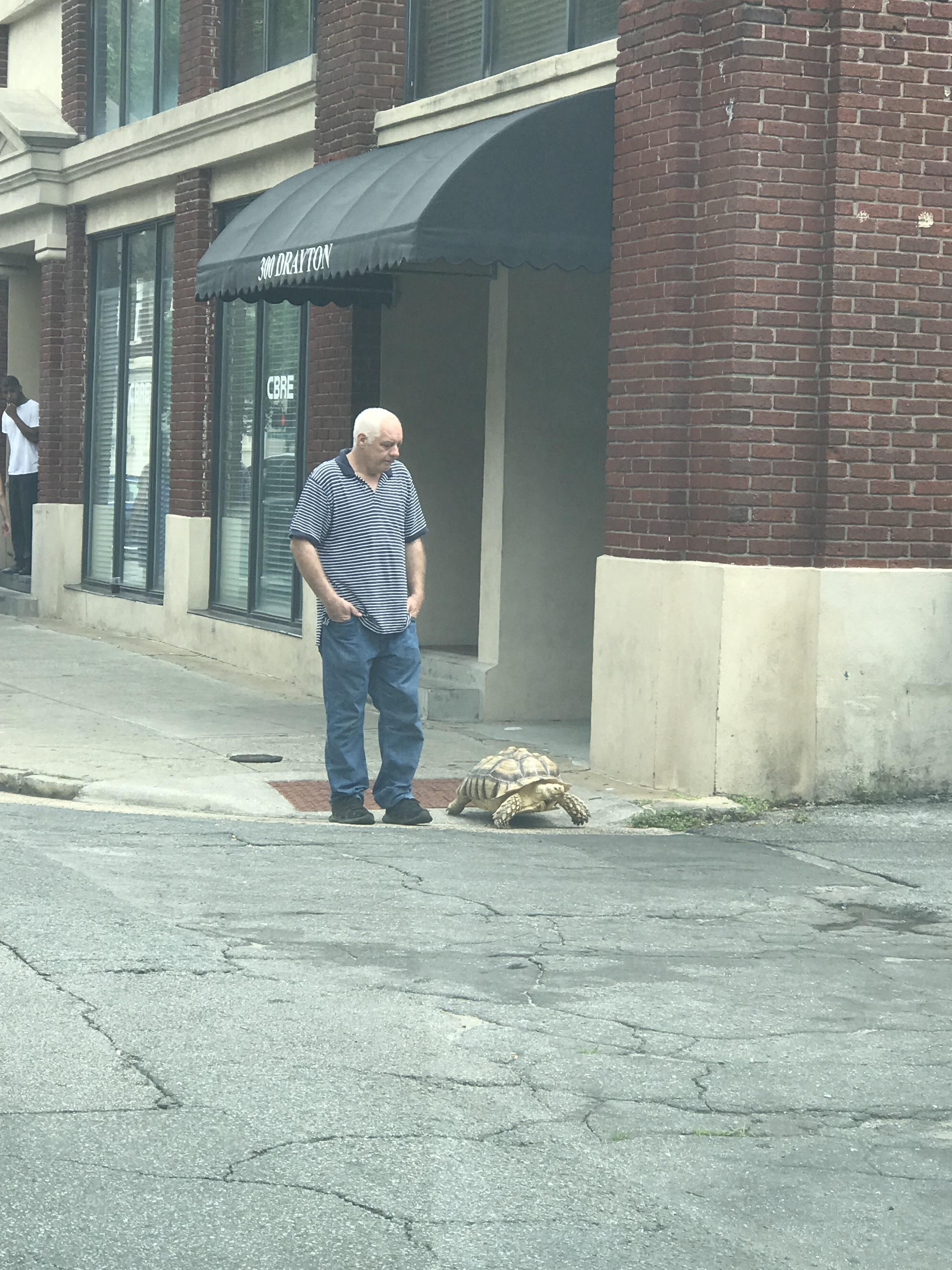Just a man walking his tortoise.