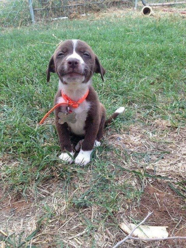 This puppy looks high AF