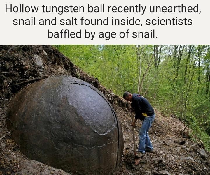 Immortal snail found in tungsten sphere
