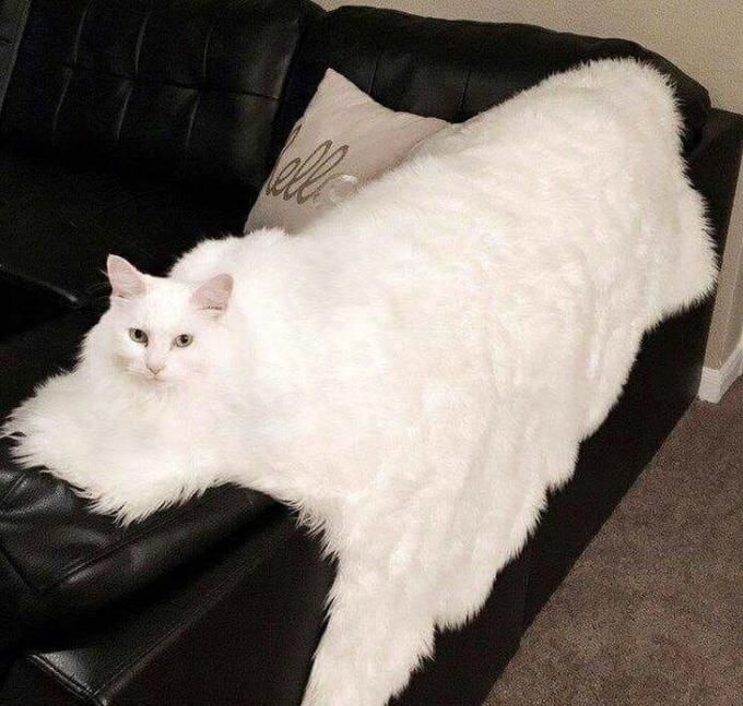 Summer is hot, cats are melting