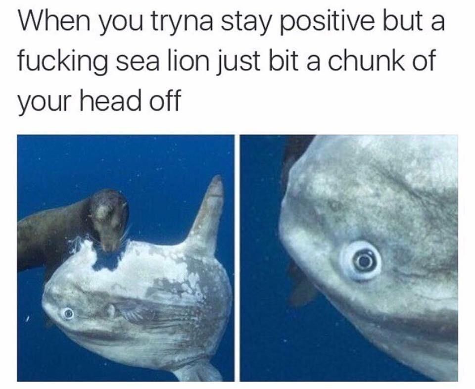 Fking sea lions
