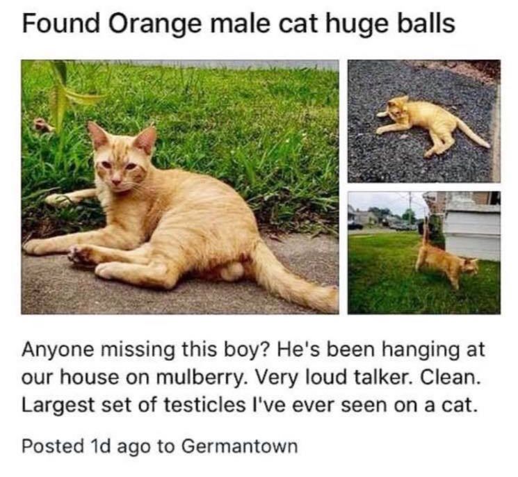 I lost my cat 3 months ago in the middle of moving. Turns out, not only has he been found, I found out through this.