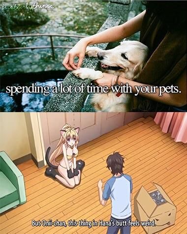 Pets are inherently wholesome
