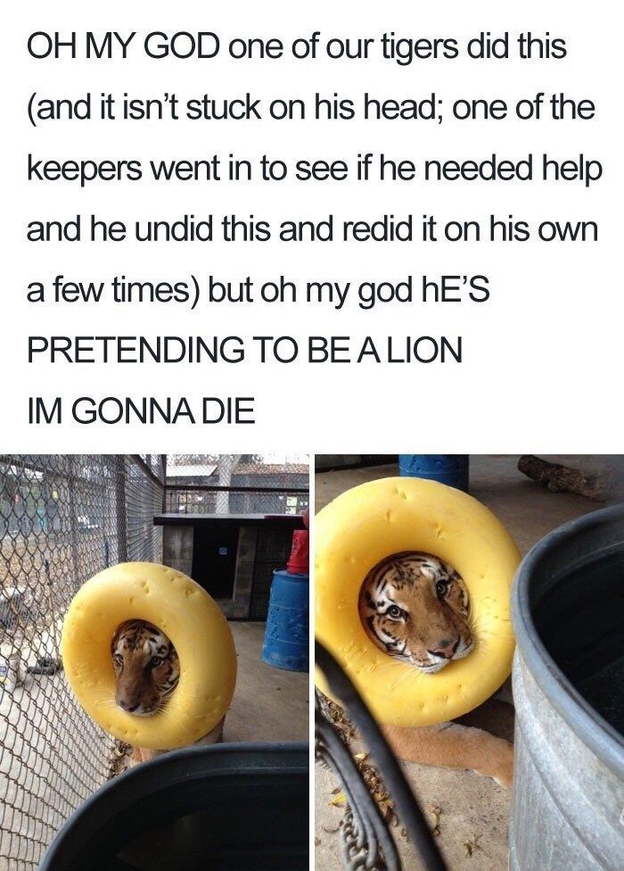 am a lion