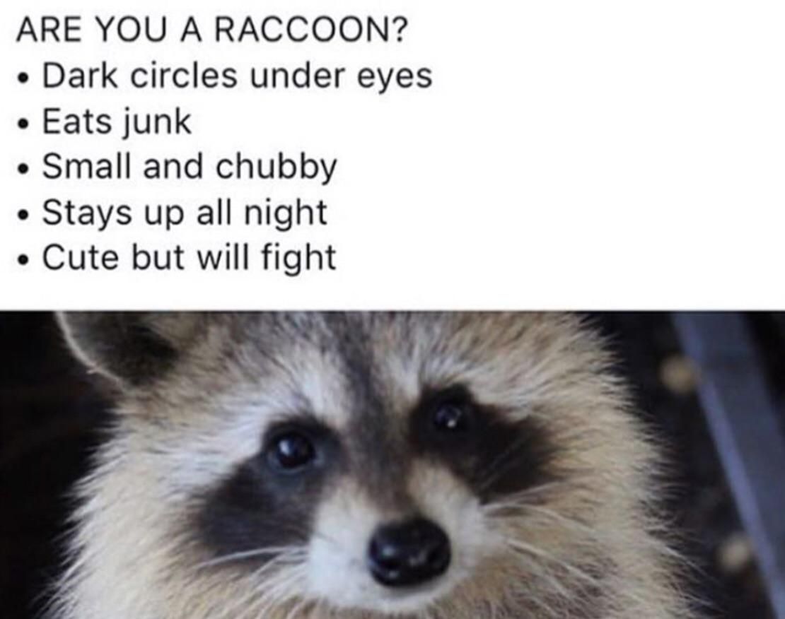 Now that i think About it yes, i might be a racoon.....
