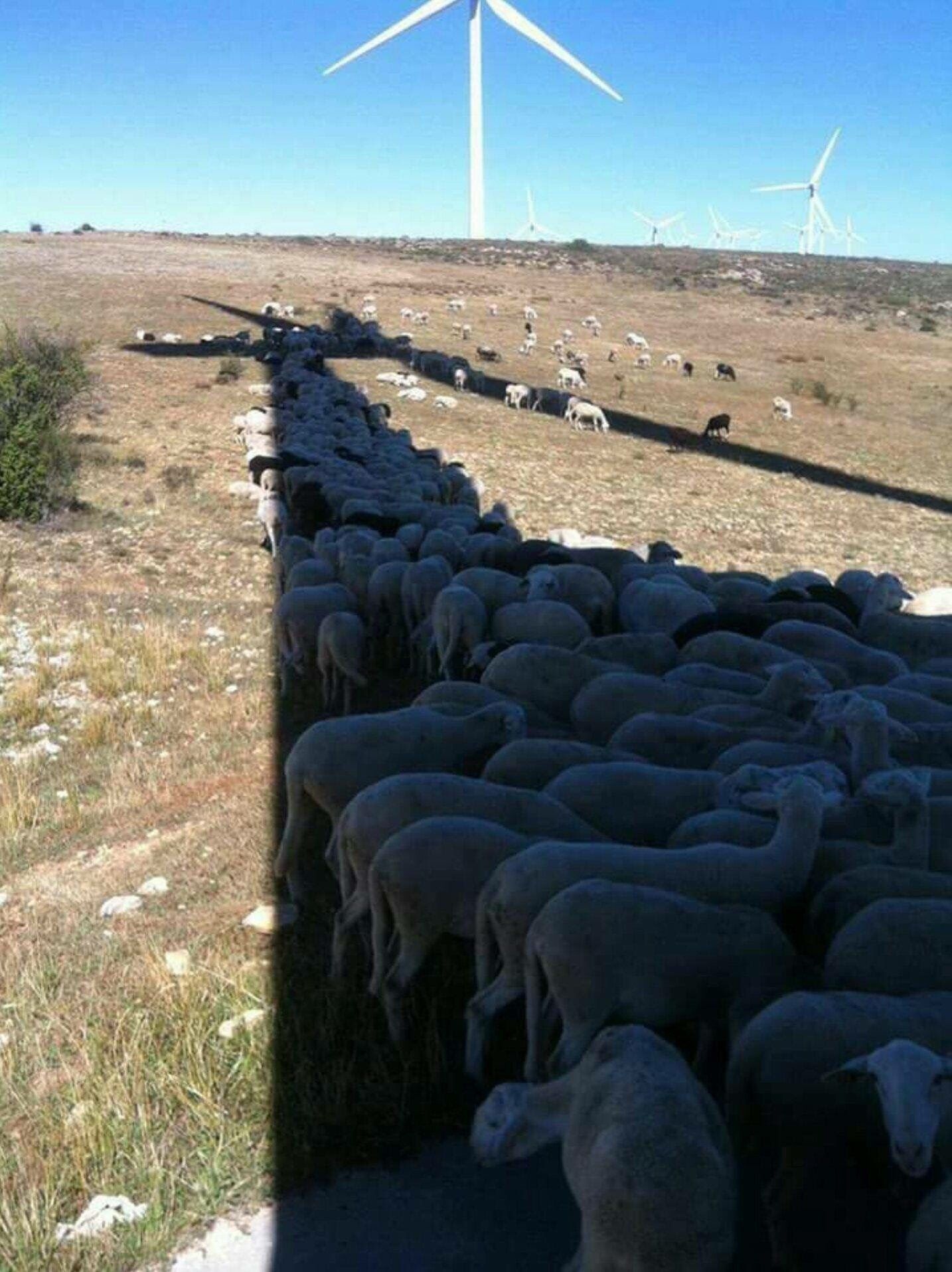 And they say wind turbines are bad for local wildlife