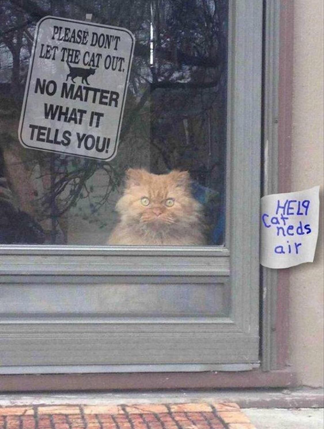 Don’t listen to the cat