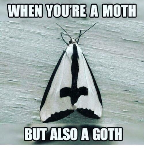 Big winged goth gf