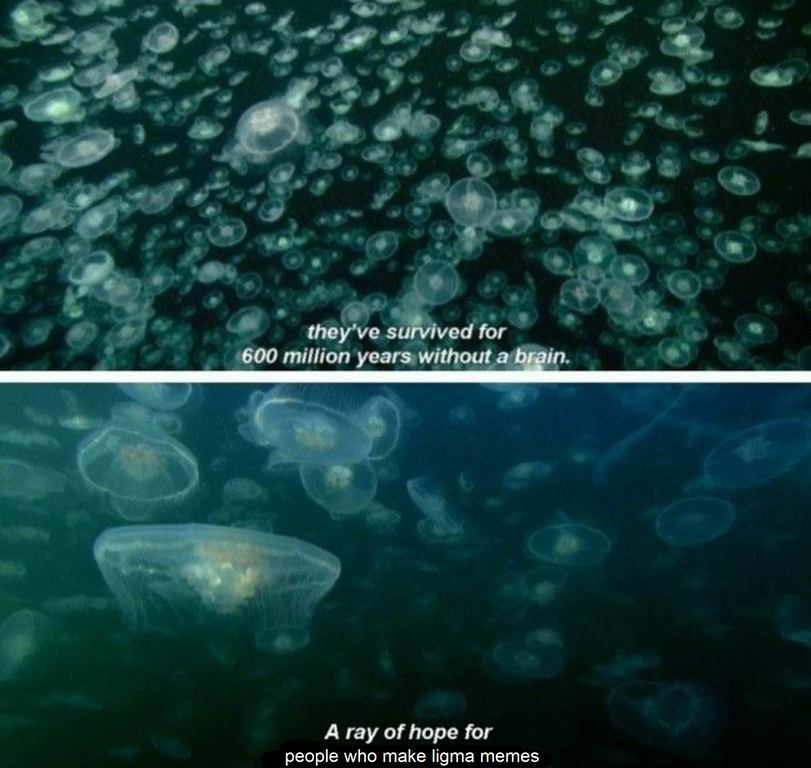 wuts ligma