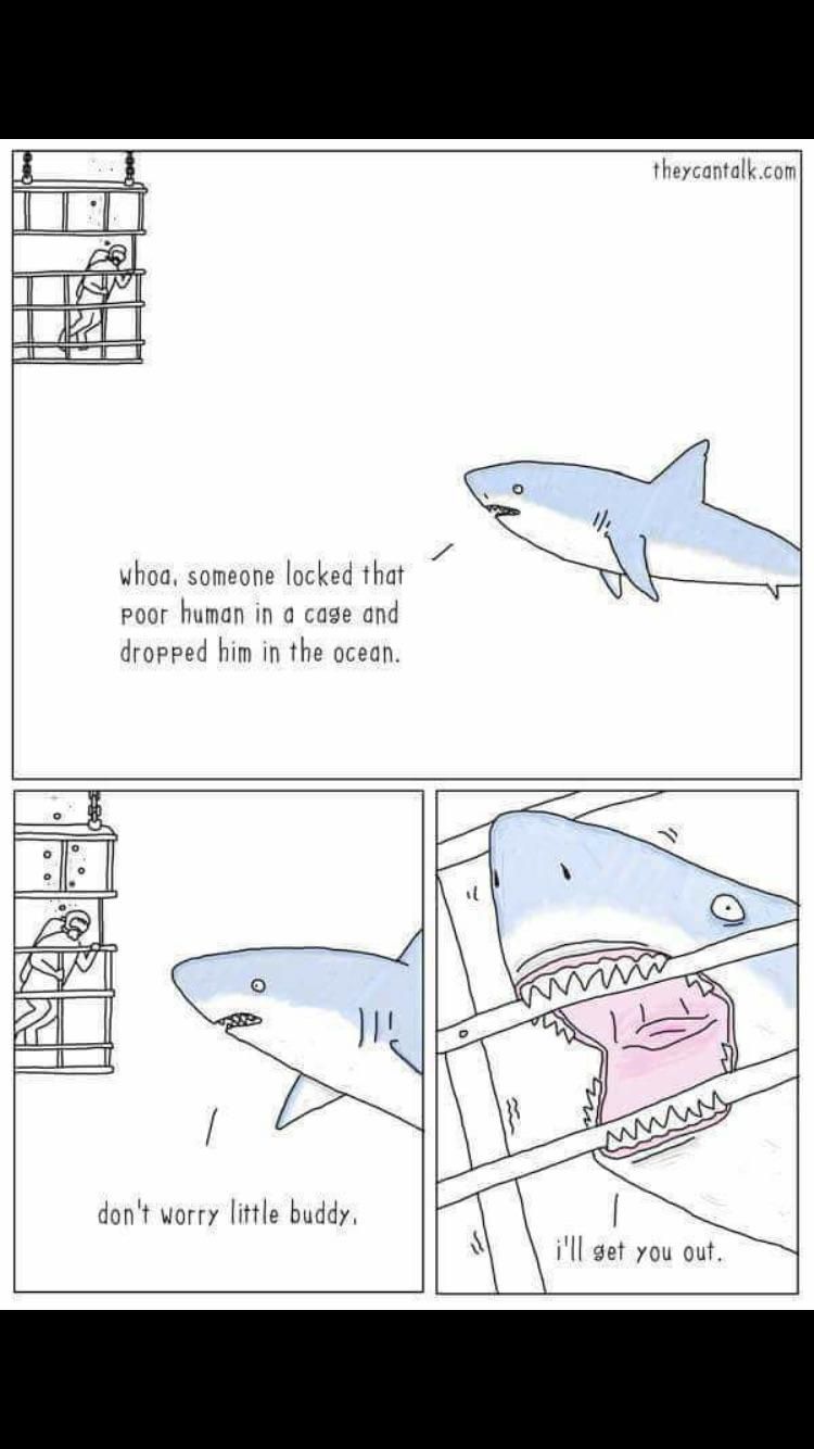 Sharks are so sweet.