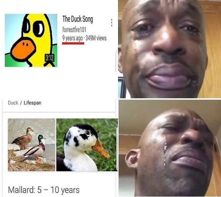 ducky no ;_;