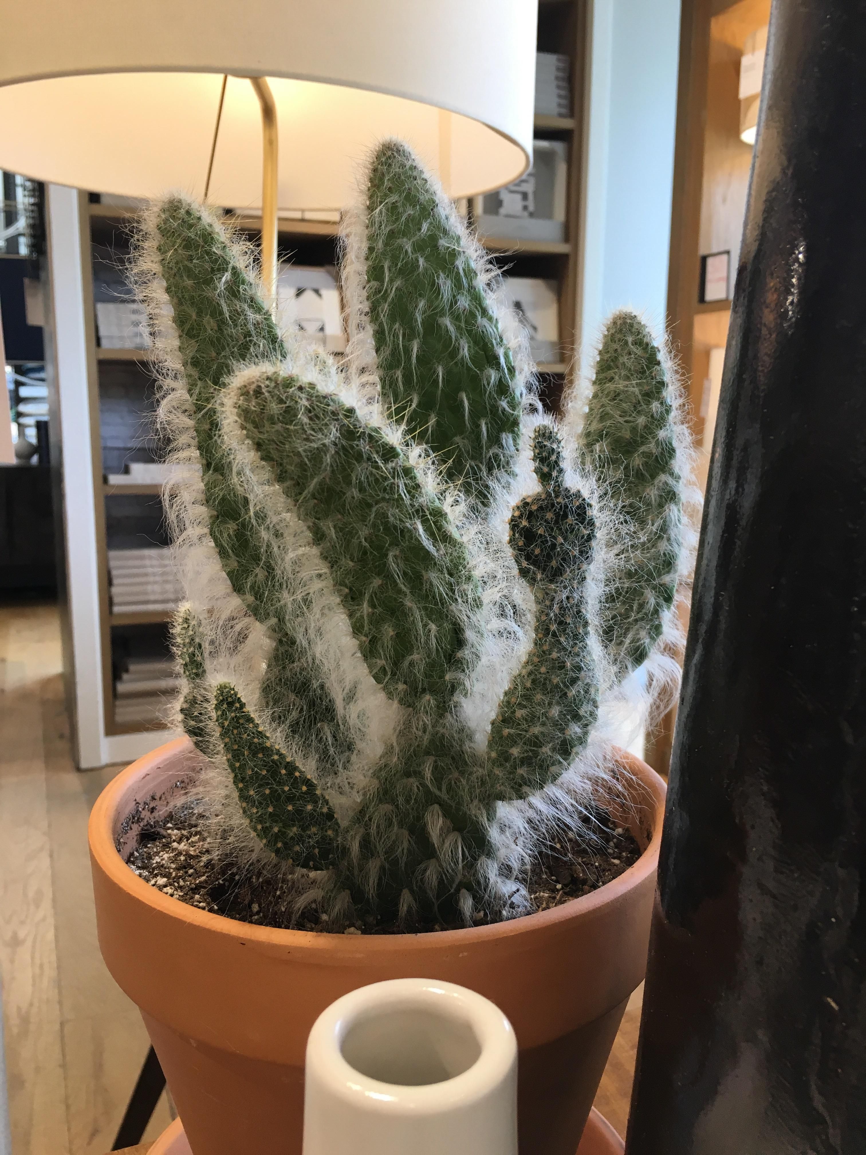 This cactus looks like it's giving the middle finger.
