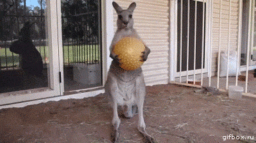 Ain't nobody f*cks with Jimmy the kangaroo
