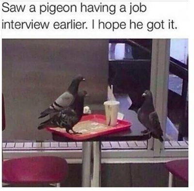 Pigeons have lives too...