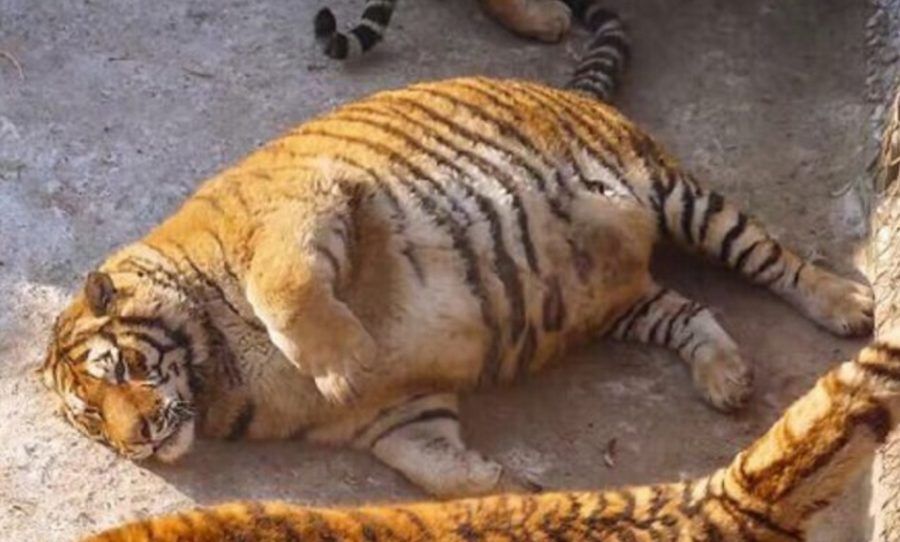 Look at what eating Frosted Flakes did to Tony the Tiger