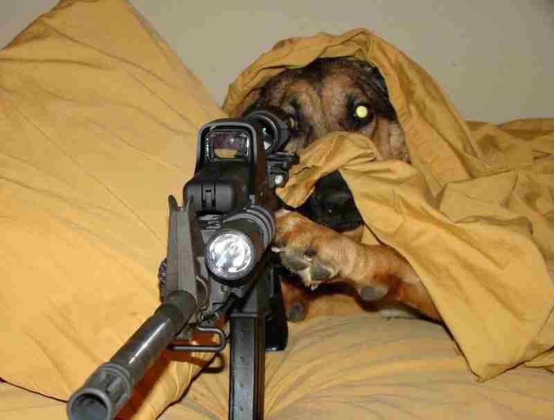 Your dog when someone rings the doorbell