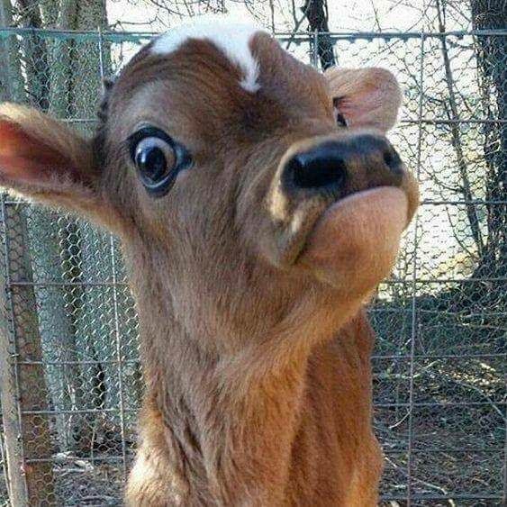 This photo of this young-adult cow