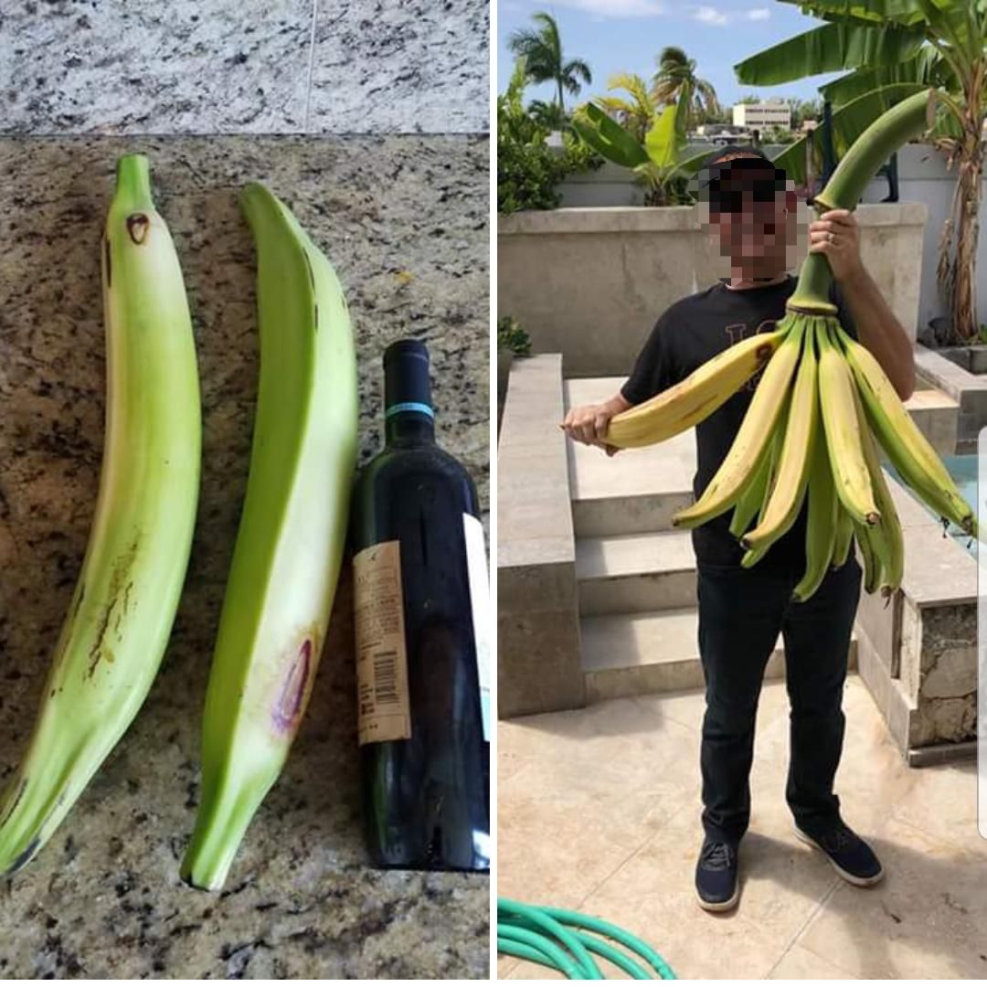 When "banana for scale" goes wrong. These grew in my uncle's backyard.