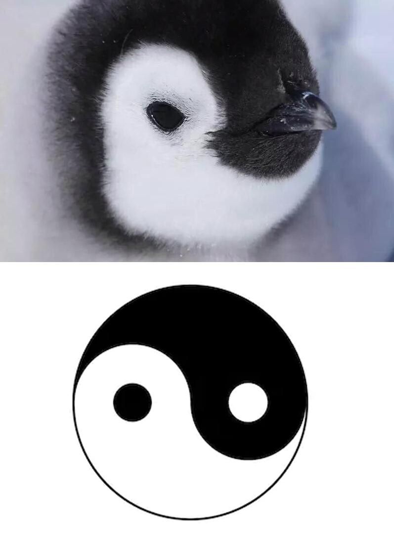 The secrets of the universe... penguins