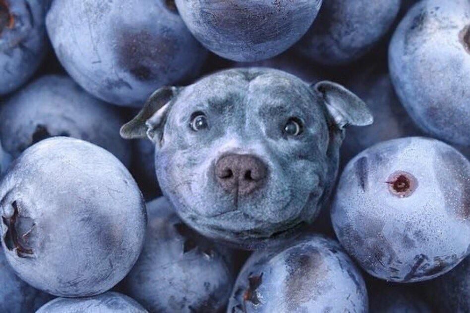 And I shall call him blueberry.