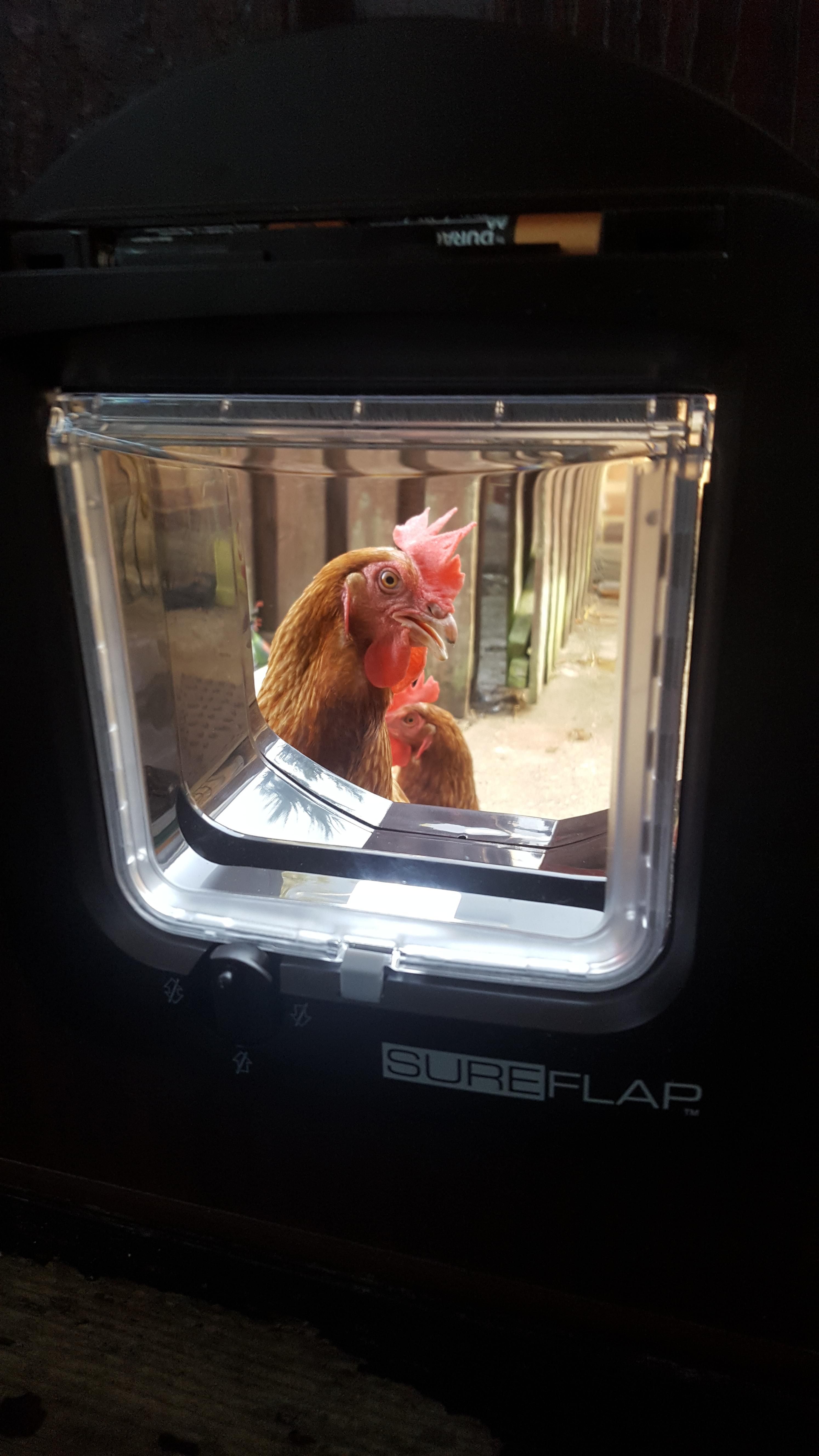Successfully installed new microchip catflap. Now I have a couple of ladies in a fowl mood because they can't come in.