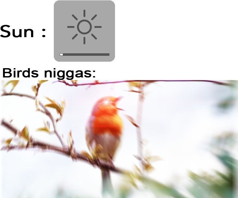 Just a drop of sunlight and TWEET TWEET
