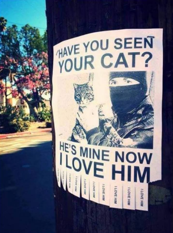 Lost cat. Found cat.