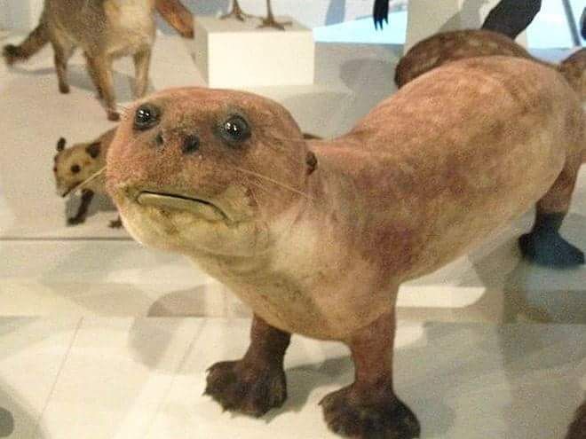 Taxidermy gone wrong