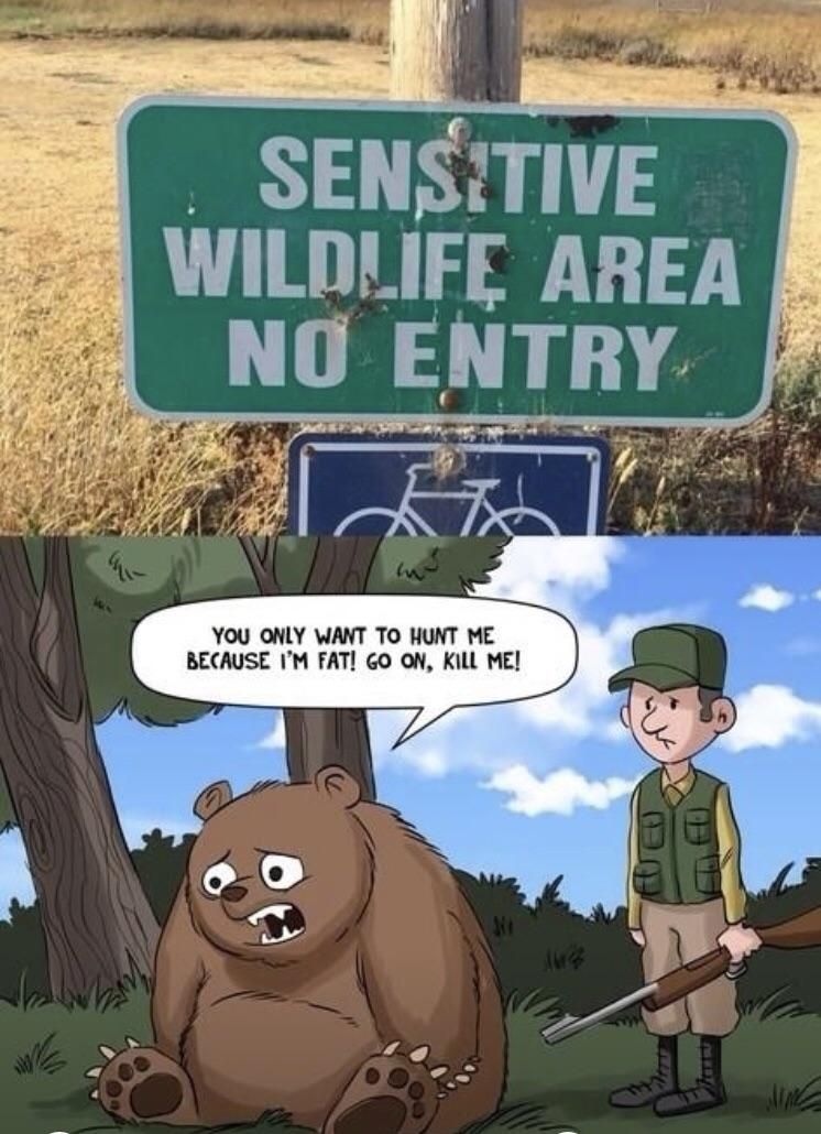 Sensitive bear