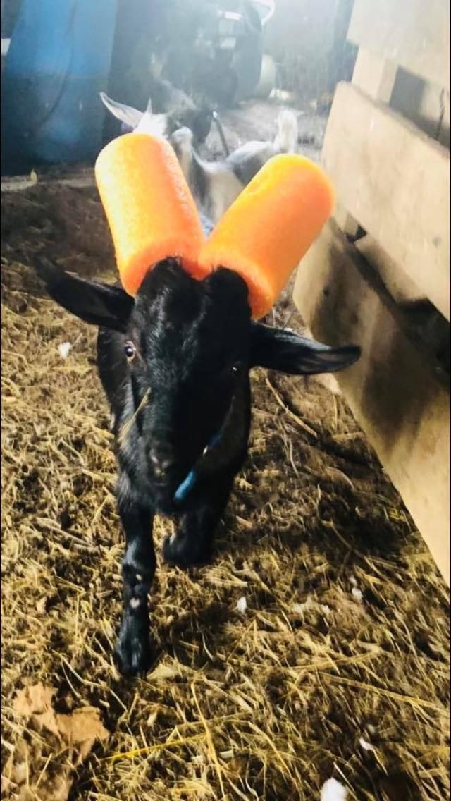 Naughty goat gets the noodles
