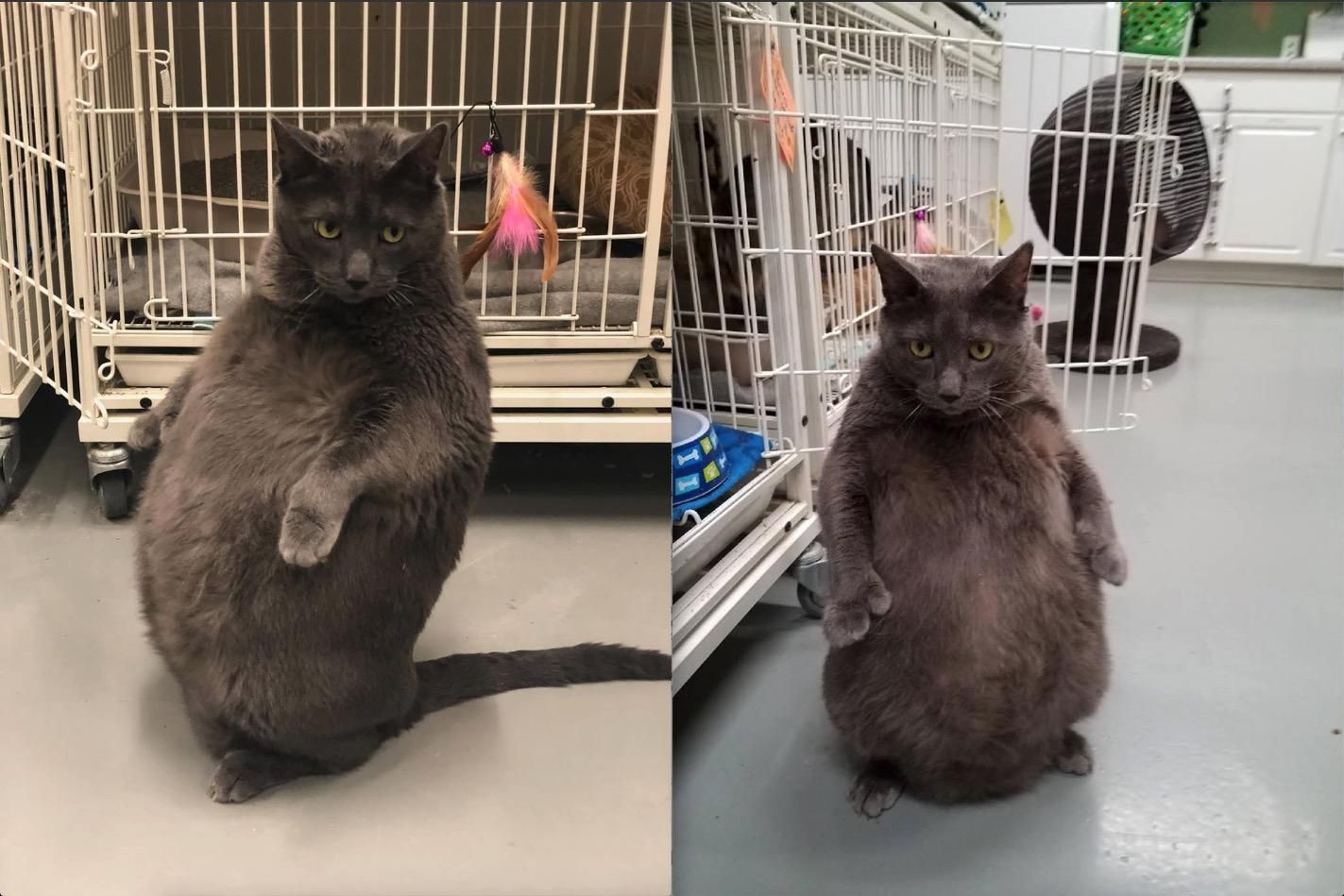 thicccat available for adoption