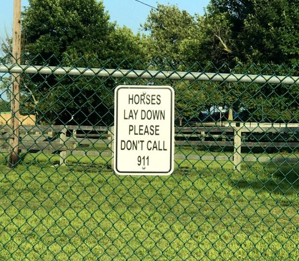 When did horses learn how to read?